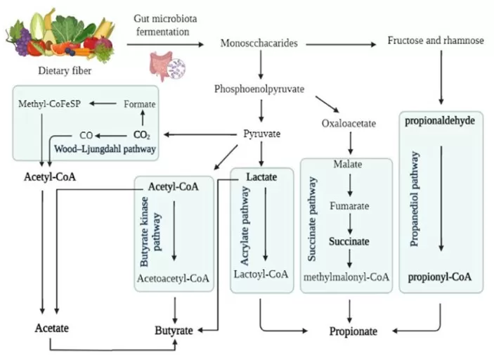 Valeric Acid Biosynthesis Pathway